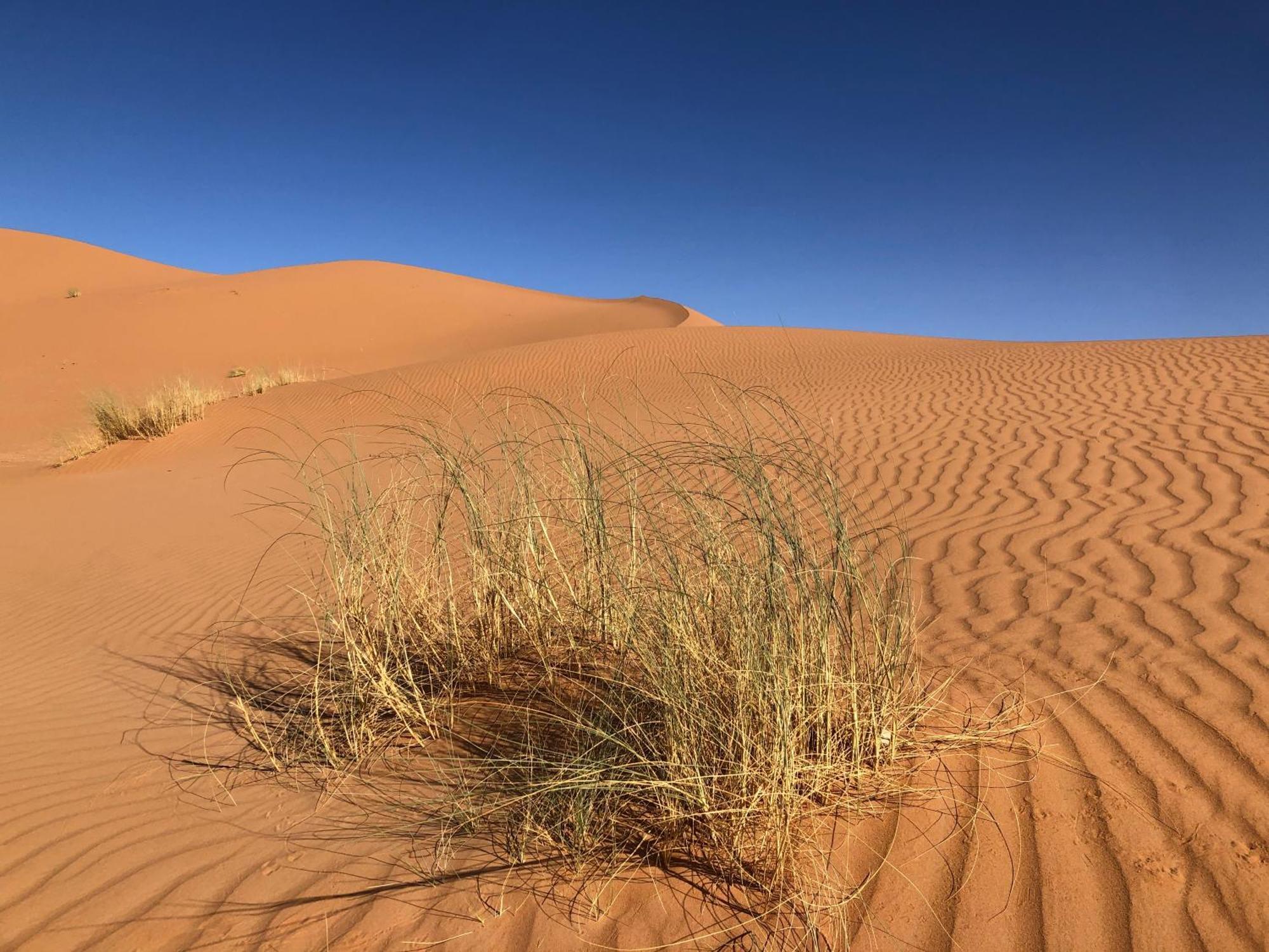 Bivouac Le Petit Prince Merzouga Eksteriør billede