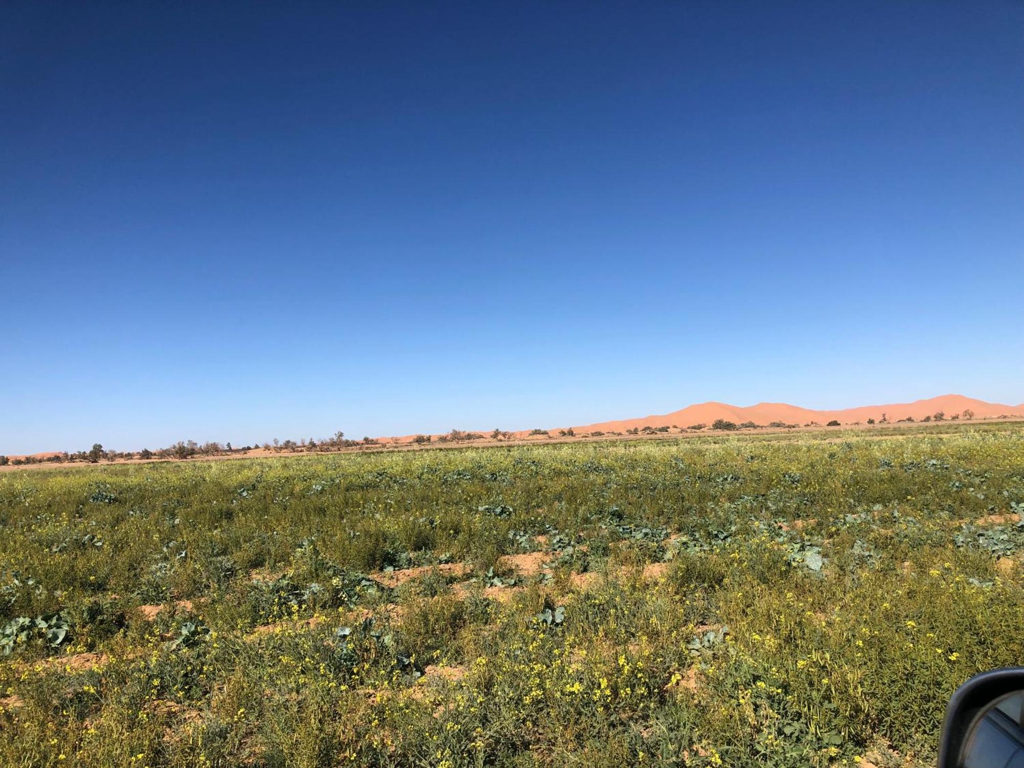 Bivouac Le Petit Prince Merzouga Eksteriør billede